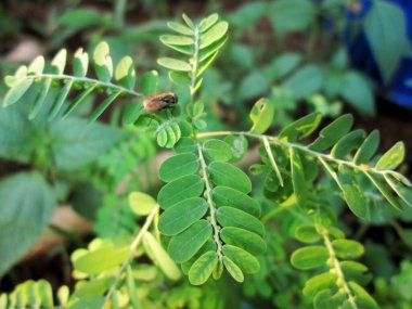 Doğada yeşil yapraklar üzerinde bir sinek