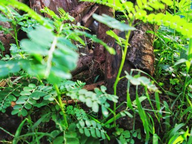 yeşil yapraklar, bitkiler ve yapraklar