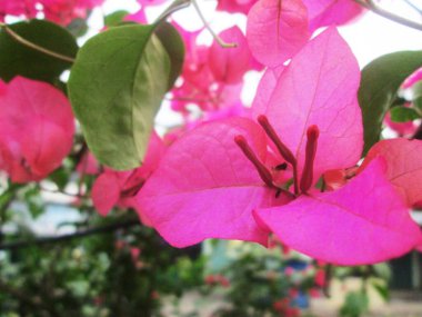 Bahçedeki güzel begonviller