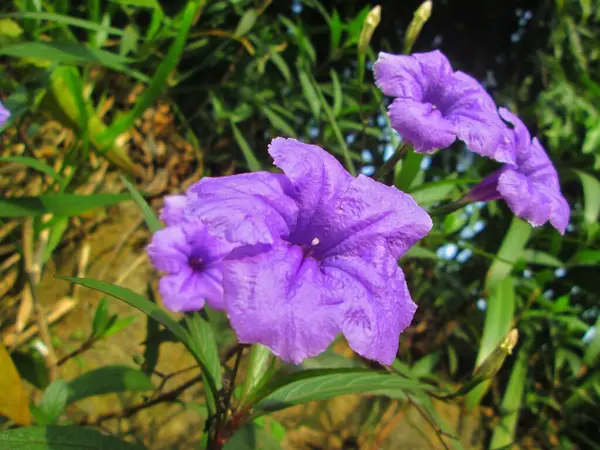 Güzel mor Ruellia simpleksi veya Meksika petunya çiçekleri açar