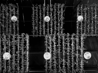 Siyah beyaz arkaplan özeti