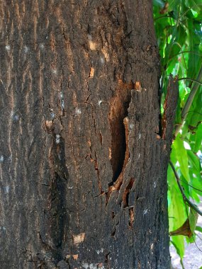 Bir ağaç kabuğuna bir sürü delikle yakın.