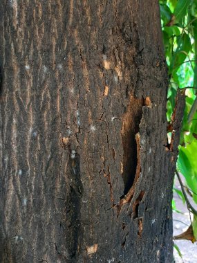 ağaç gövde kabuğu doku