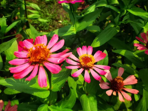 Bahçedeki güzel çiçekler