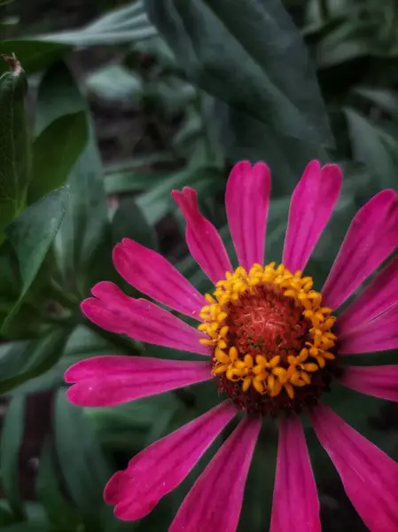 Güzel botanik fotoğrafı, doğal duvar kağıdı.