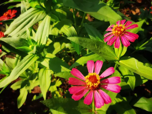 Bahçede güzel çiçekler, flora