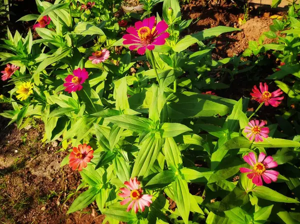 Bahçedeki güzel çiçekler