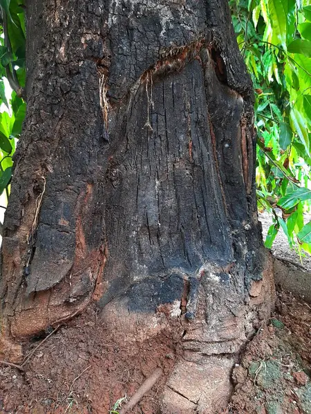 Yeşil yapraklı ağaç gövdesi