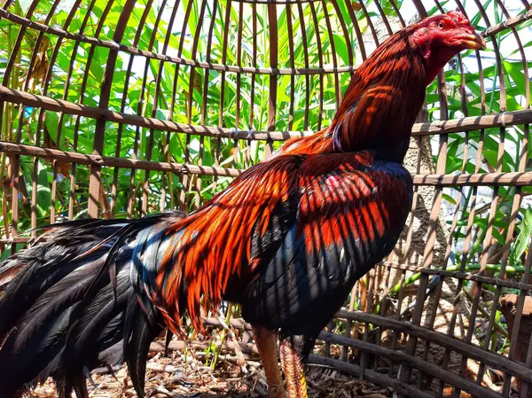 Güzel kırmızı horoz çiftlikte
