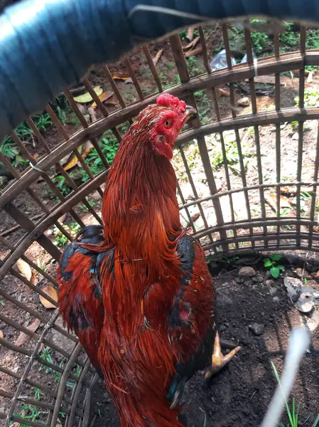 Güzel, genç ve güzel beyaz bir horoza yaklaş.