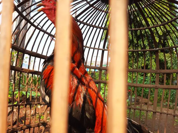 Kafeste güzel bir tavuk resmi.