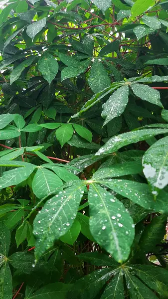 yeşil yapraklar, bitkiler ve yapraklar