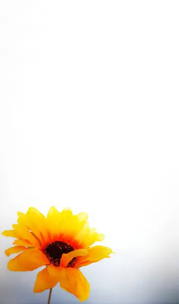 Bahçedeki ayçiçeği