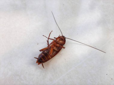 Ölü hamamböcekleri baş aşağı yerde yatıyor.