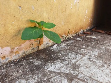 Duvarların arasında yetişen bitkiler