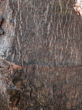 Ağaç kabuğu dokusu arka plan