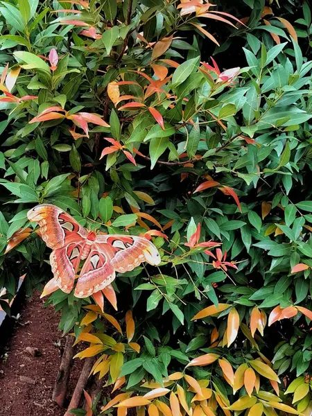 Atlas, Atlas güvesi, yaprakların üzerinde iri gövdeli bir güve.