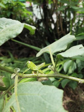 Yeşil bir yaprak üzerinde kamufle olmuş yeşil çekirgeler.