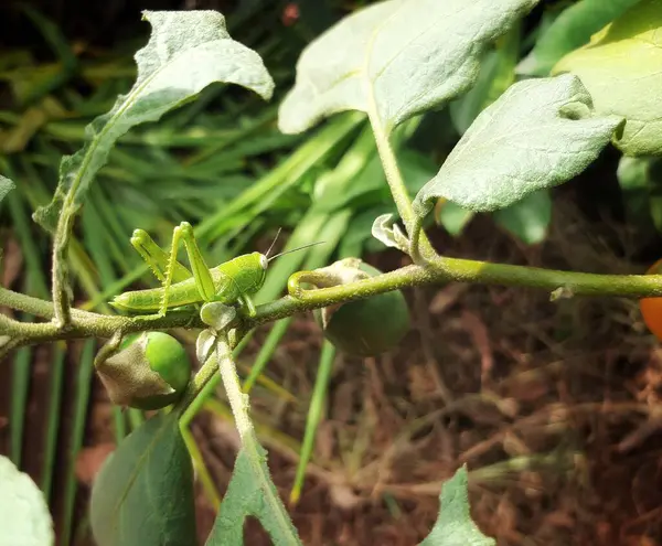 Yeşil bir yaprak üzerinde kamufle olmuş yeşil çekirgeler.