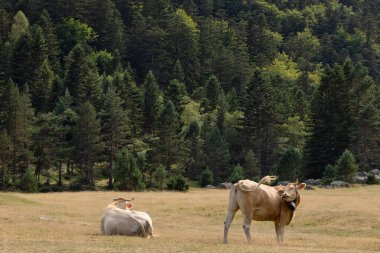 Tarlada iki inek Pireneler Fransa