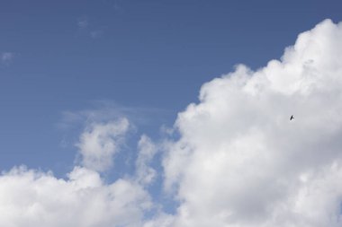 Huzurlu ve huzurlu bir gökyüzü sahnesi pofuduk beyaz bulutlar ve yukarıda zarif bir şekilde süzülen yalnız bir kuş.