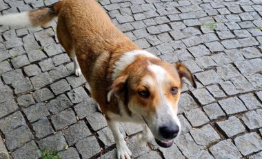 Şirin bir köpek sahibini bekliyor..