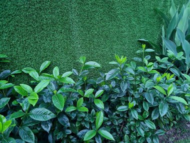 yeşil yaprak arkaplan dokusu