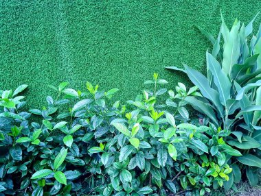 duvarda yeşil yaprakları