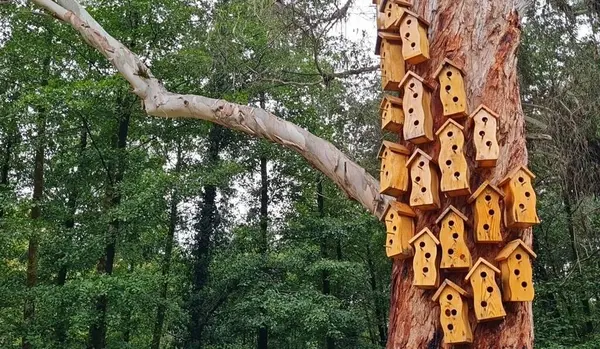 Ağaçtaki bir grup sarı ve mavi kuş.