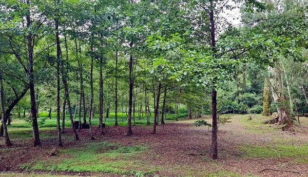 Parkın güzel manzarası