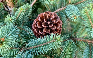 kozalaklı çam ağacı dalları