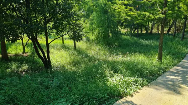 Parkın güzel manzarası