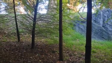 Yeşil ormanlı bir ağacın dikey görüntüsü.