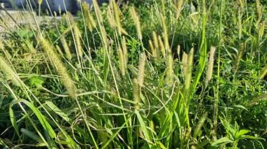 Bahçedeki yeşil çimenler