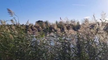 Ağacı ve mavi gökyüzü olan güzel bir tarla görüntüsü.