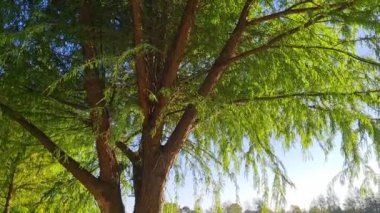 Yazın ormanın manzarası