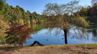 Ağaçlı ve yeşil yapraklı güzel bir manzara.