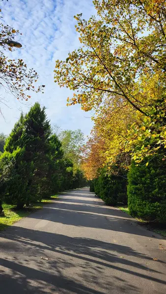 Parktaki yol
