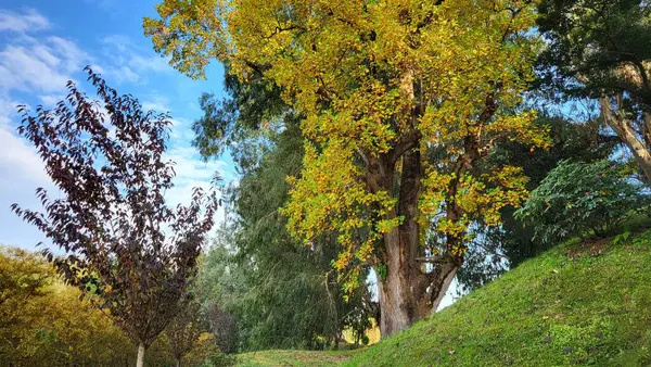 Ağaçlar ve yapraklarla dolu güzel bir sonbahar parkı