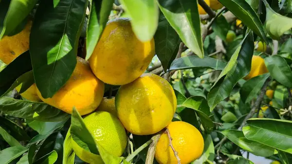 Bahçedeki ağaçta taze portakal meyvesi