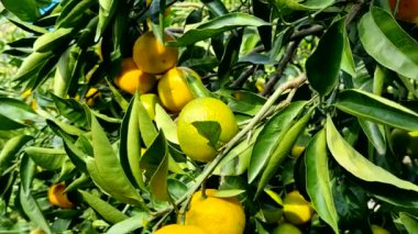 Bahçedeki olgun portakallara yakın, yemeye hazır.