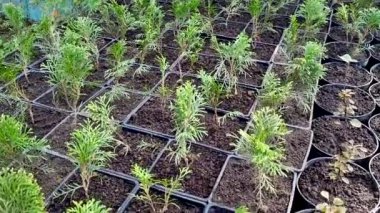 Seradaki saksılarda fidanlar yetişiyor..