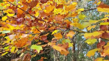 Sonbahar yaprakları, sonbahar bitkileri