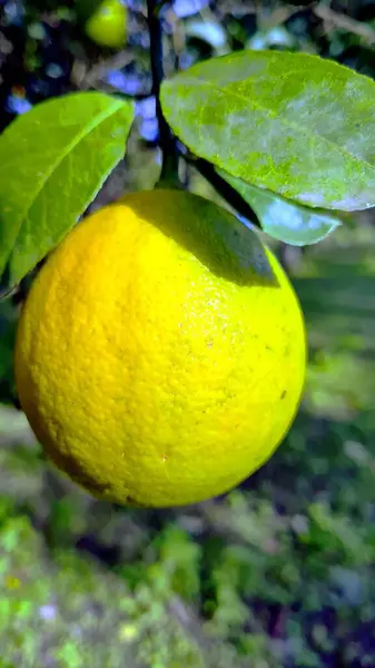 Bahçe dalında olgun sarı limon