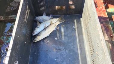 Akvaryumdaki balıklar