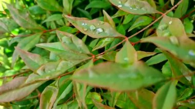 Su yeşil yaprağa düşer.