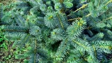 Ormanda yeşil ladin dalları