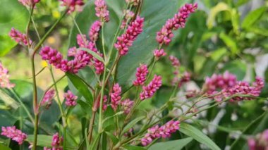 Bahçedeki pembe çiçekler