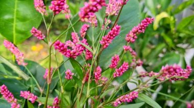 pembe çiçekler ve yapraklar