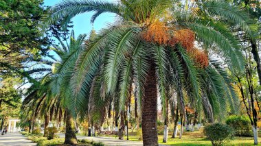 Parktaki palmiye ağacı